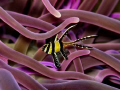   Pterapogon kauderni Banggai cardinalfish  